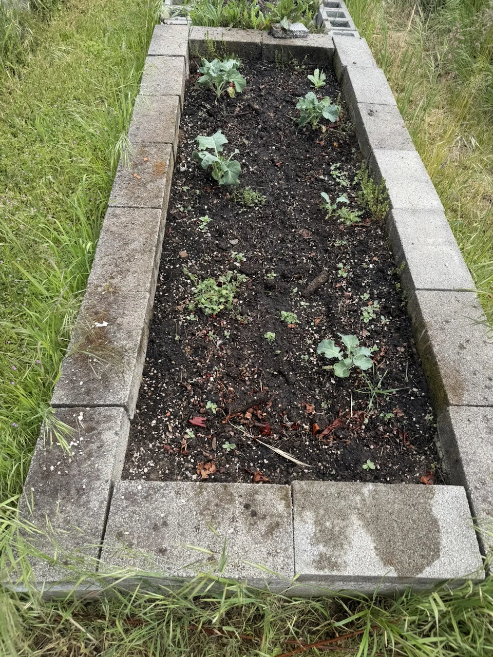 Young plants in a raised garden bed edged with cinder blocks