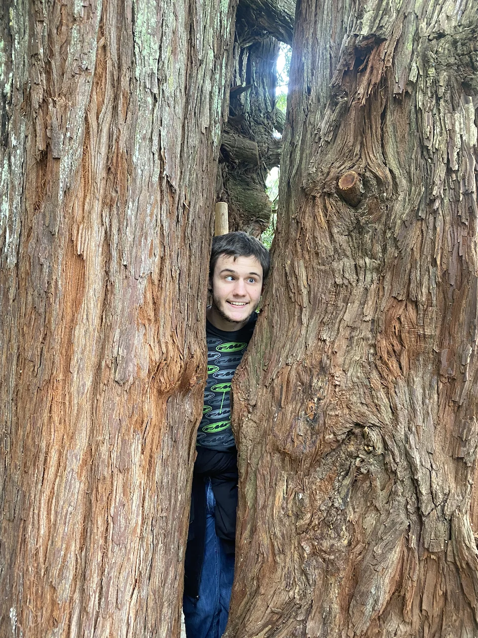 Ty smiling through a narrow opening in a huge redwood trunk